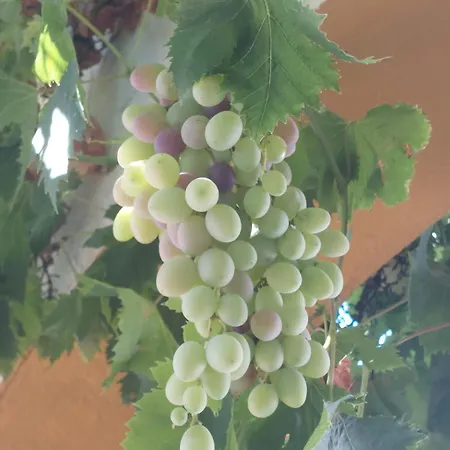 Сasa de vacaciones Cortijo Cruces - Sevilla Guillena