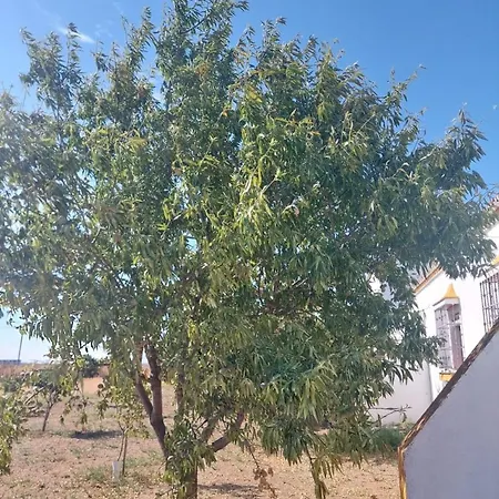 Cortijo Cruces - Sevilla Guillena