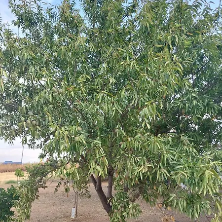 Cortijo Cruces - Sevilla Сasa de vacaciones Guillena